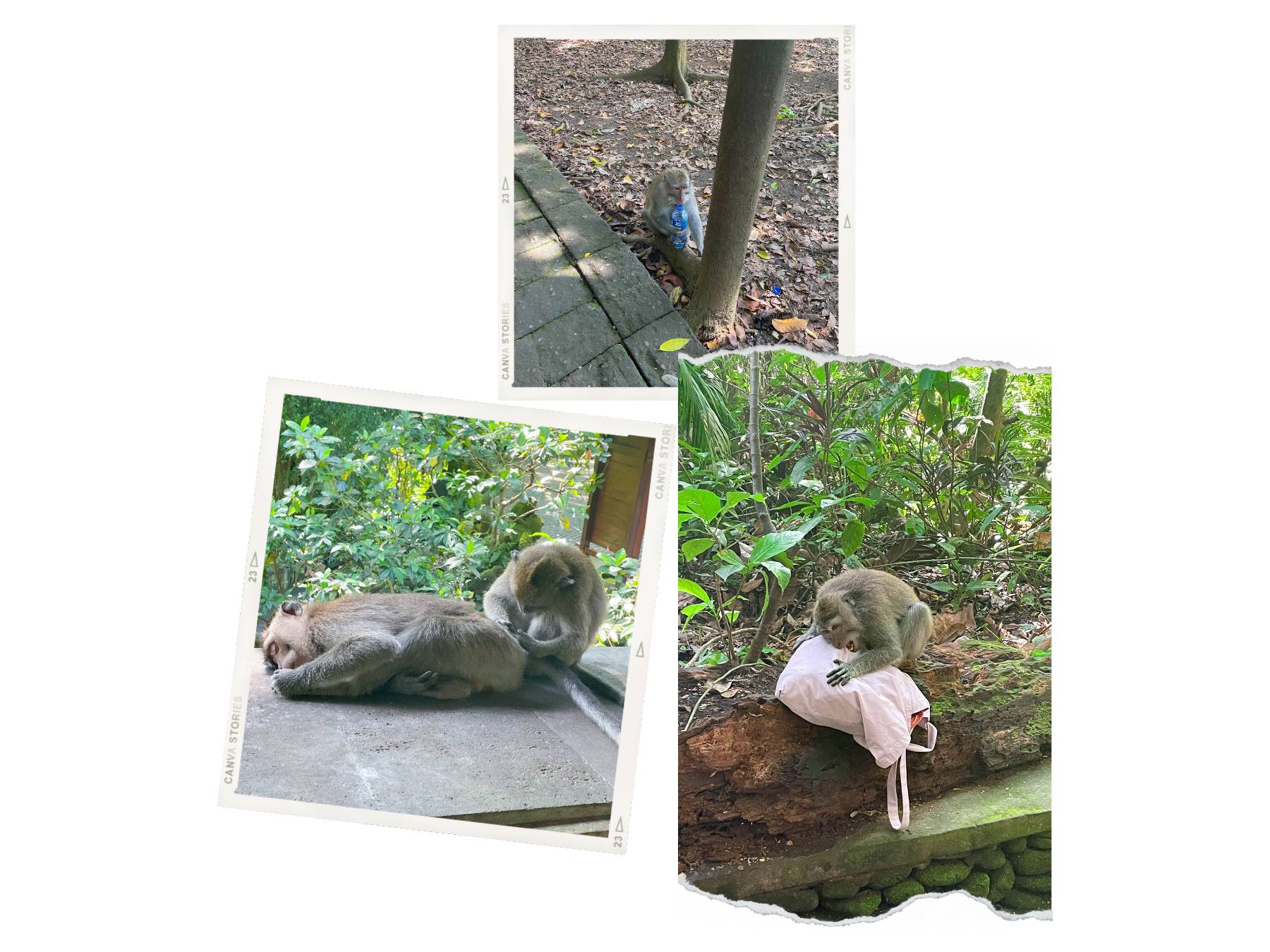 Monkey Forest