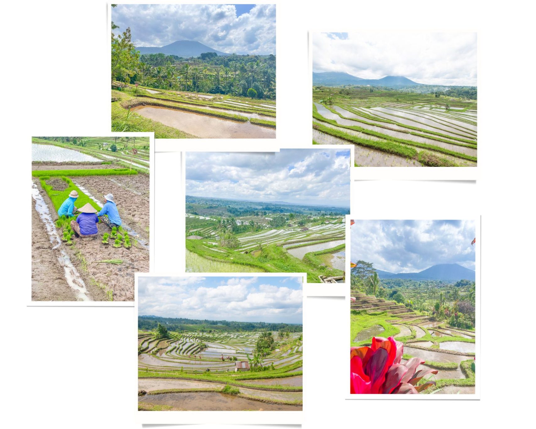 Jatiluwih Rice Terrace